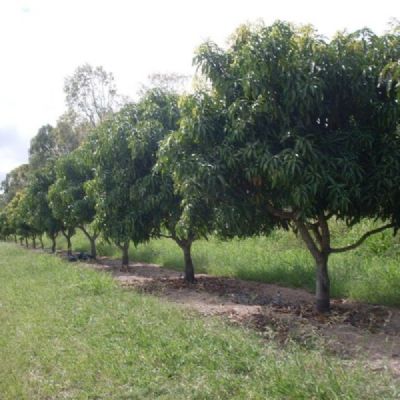 澳大利亚绿洲农商澳大利亚的农场地产买卖专家 澳大利亚绿洲农商澳大利亚的农场地产买卖专家