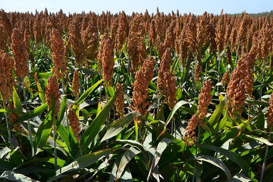 学名: sorghum bicolor)又名二色高粱,蜀黍,一年生高大高粱属草本植物