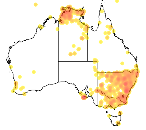 wild pig map in Australia.png